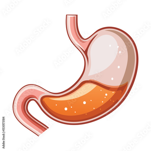 Stomach with Liquid and Fine Particles