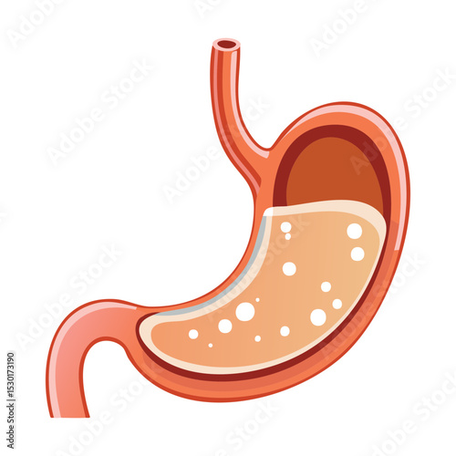 Stomach Anatomy with Homogeneous Contents