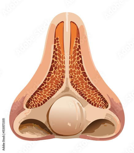 Anatomical View of Human Nasal Cavity