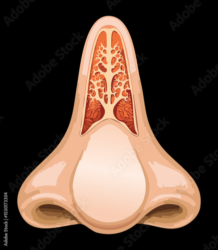 Nasal Cavity and Sinus Internal View