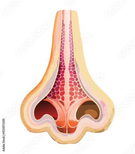 Medical Cross Section of Human Nose