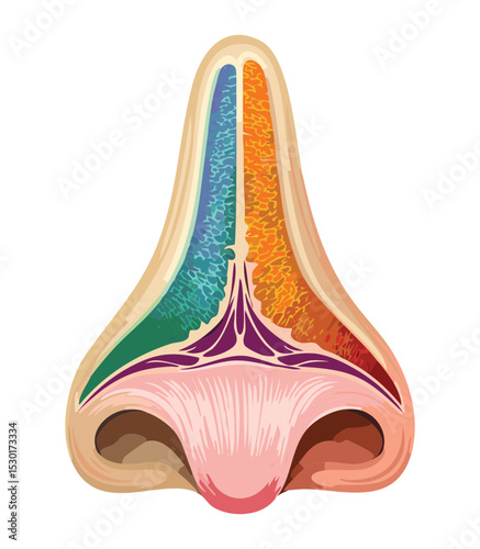 Colorful Nose Sinus Anatomy Diagram