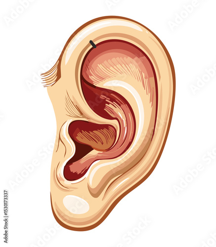 Human Ear External and Middle Structure