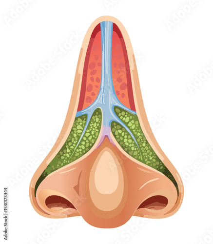 Nasal Sinus Cross Section Medical Diagram