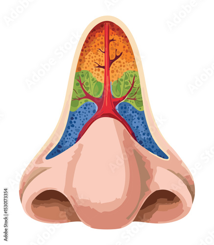 Colorful Nasal Cavity Sinus Diagram