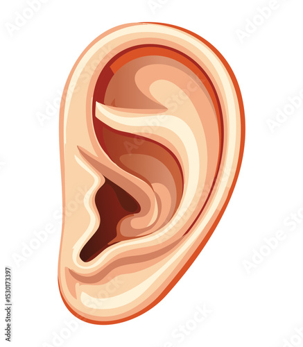 External Human Ear Medical Illustration