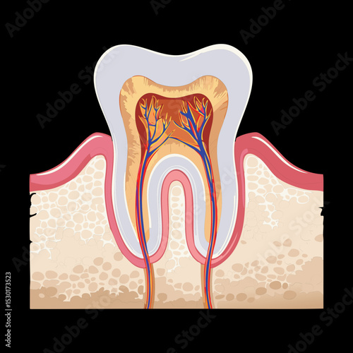 Tooth Pulp And Nerve Supply Anatomy