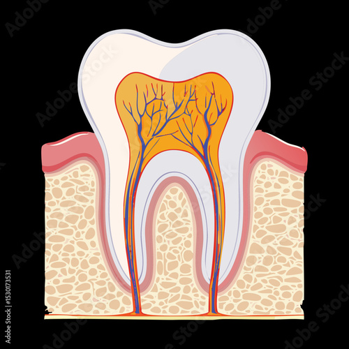 Periodontal Ligament Attaching Tooth To Bone