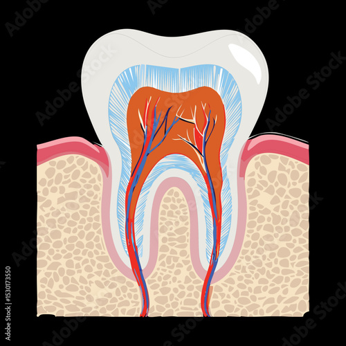 Tooth With Crown Dental Prosthesis Anatomy