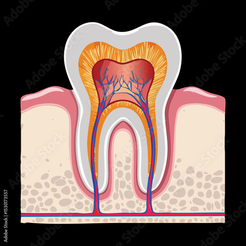 Healthy Tooth Root System And Supporting Bone