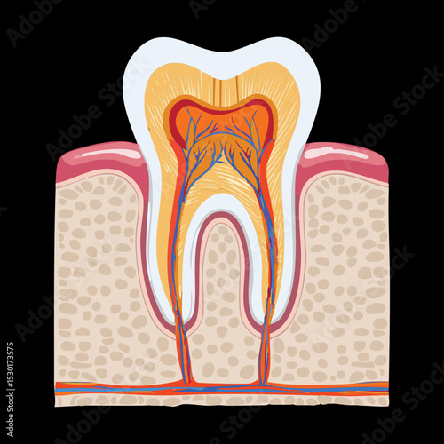 Inside Human Tooth Root And Nerve