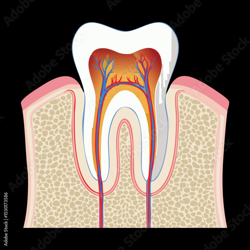 Human Tooth Surrounded By Gum Bone