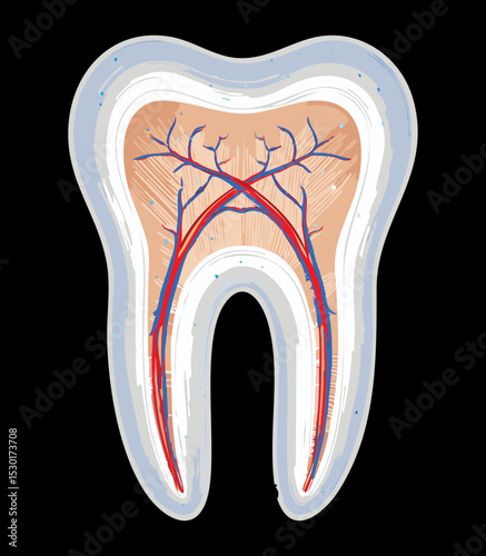 Tooth Blood Vessels Nerve Anatomy