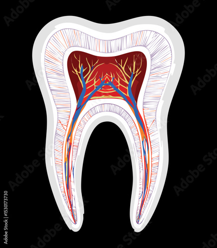 Healthy Tooth Internal Anatomy Cross Section