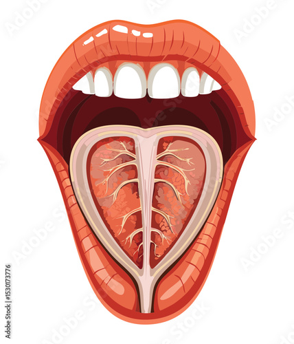 Internal Human Oral Tongue Anatomy