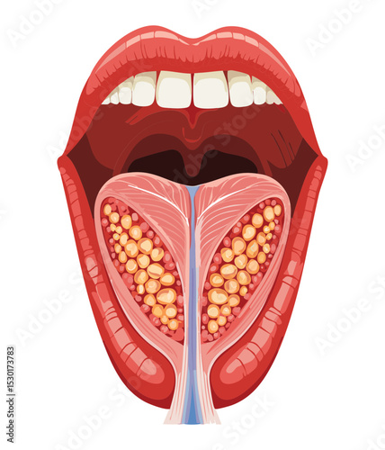 Tongue Taste Buds Papillae Anatomy