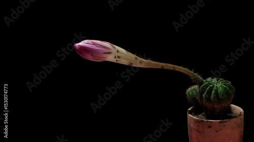 Time lapse footage of pink cactus flower growing blossom from bud to full blossom isolated on black background, 4k side view video, close up b roll shot backlit effect.