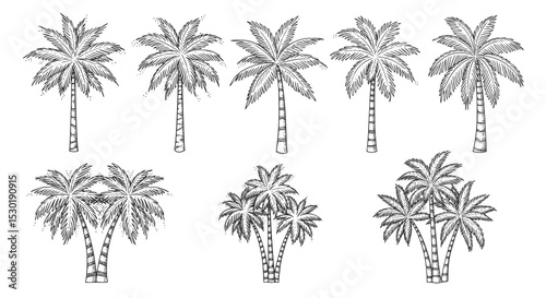 Palm trees on white background. Logo and print design templates, summer palms, tropical surfing concept, vacation and travel. Transparent PNG version.
