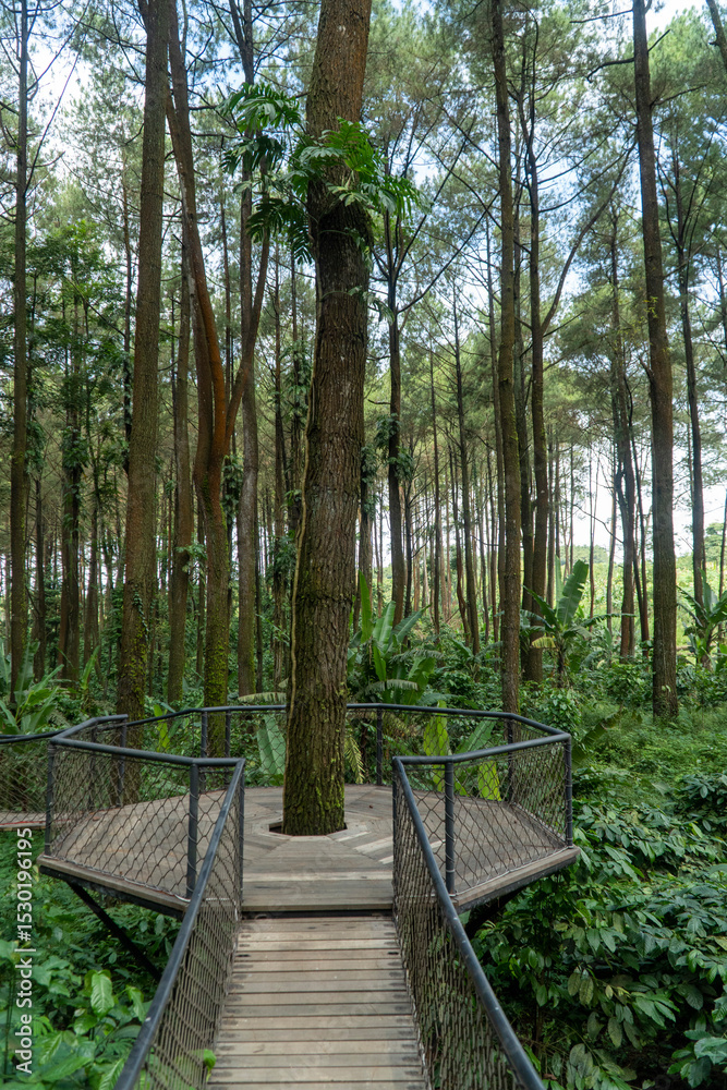 Obraz premium green forest tree and nature garden 