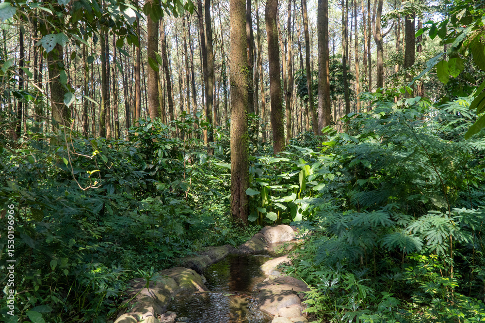 Obraz premium green forest tree and nature garden 