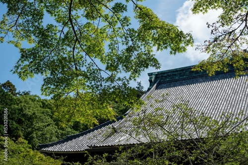 鎌倉2505　妙本寺51　祖師堂 photo