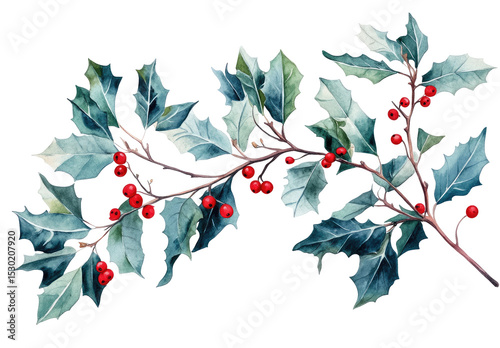 Holly branch with vibrant berries