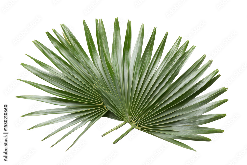 Fototapeta premium Two palm fronds overlapping