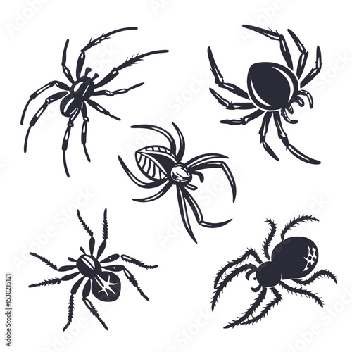 Vector illustration of five spiders in various poses isolated on a white background