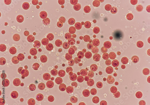 Mycoplasma Infections in Detail – 3D Rendered Bacterial Pathogen for Microbiology and Medical Science
