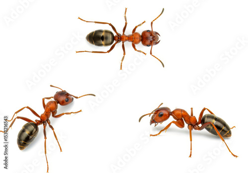 Isolated Insect Close-Up – High-Resolution Image of Camponotus consobrinus for Biology and Nature Concepts photo