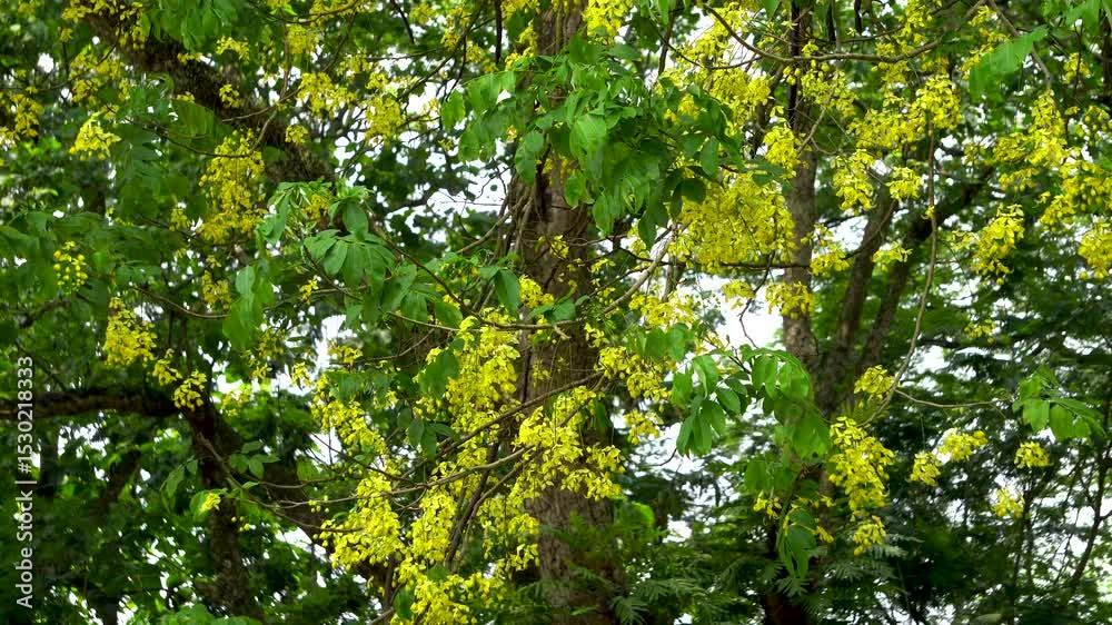 Cassia Fistula tree also known as the Golden Shower Tree or Sonaru is native to Assam India wide shot
