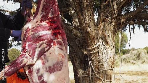 men are butchering a deer carcass with knives.