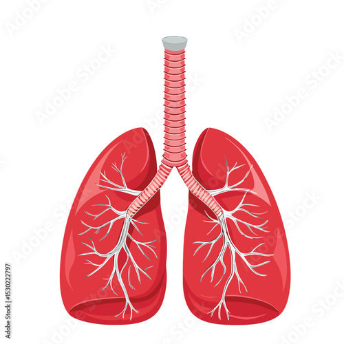 Detailed anatomical illustration of human lungs and respiratory system vector graphic