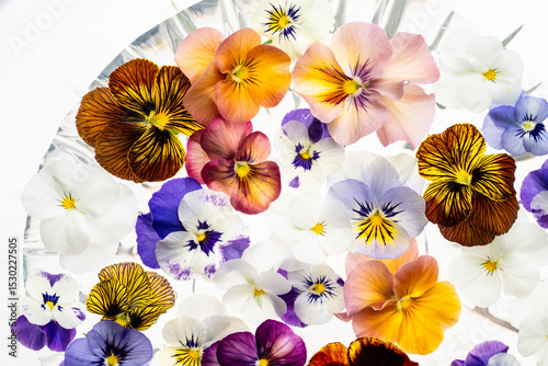 Colorful Assortment of Viola Flowers on Light Background