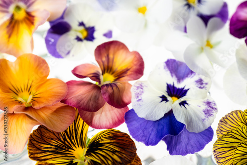 Colorful Assortment of Viola Flowers on Light Background