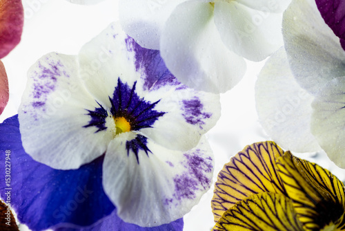 Colorful Assortment of Viola Flowers on Light Background