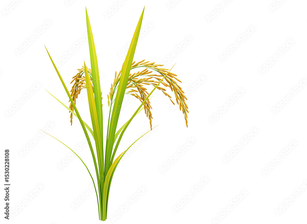 Obraz premium Rice paddy plants isolated on transparent background