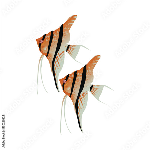 freshwater angel fish with separate white background