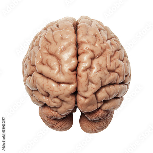 Human brain model isolated on transparent background