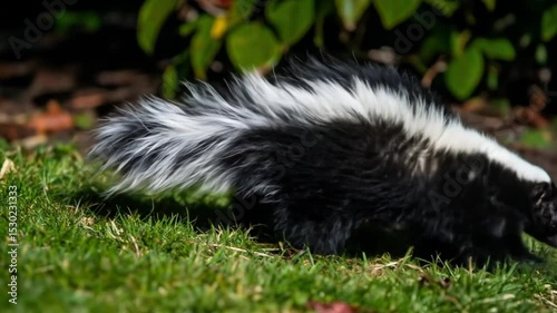 Wallpaper Mural Skunk in Grass Torontodigital.ca