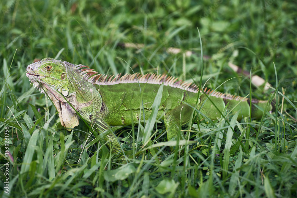 custom made wallpaper toronto digitalIguana with a pierced hook