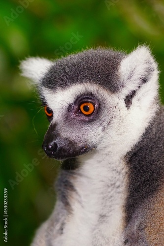 ring tailed lemur