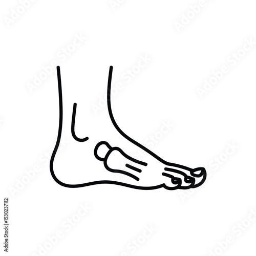 Simple Line Drawing of a Human Foot Anatomy Illustration