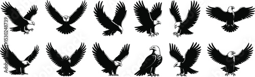 Detailed bald eagle silhouettes, flying and perched poses, vintage hawk illustration set, aggressive bird vector, retro wildlife raptor design

 flat vector illustration