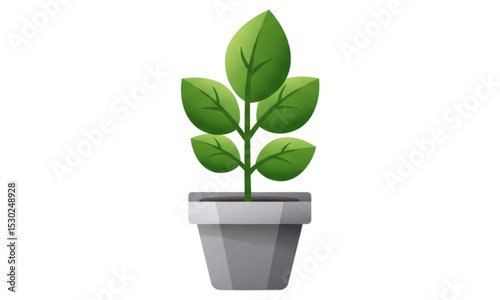 plant in a pot