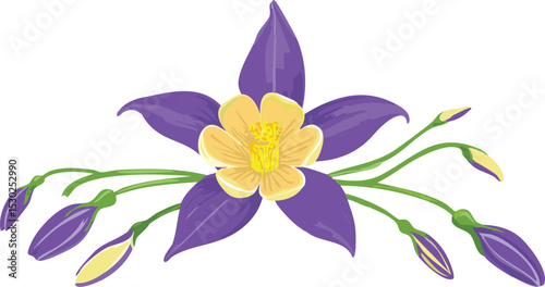 Flower columbine aquilegia. Vector sketch illustration. Botanical outline doodle drawing. Nature contour hand drawn columbine aquilegia vector. outline, art, illustration, flower, nature, vector,
