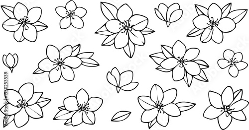 Sakura flowers blossom set, hand drawn line ink style. Cute doodle cherry plant vector illustration, black isolated on white background.blossom, ink, japan, japanese, marriage, oriental, outline,