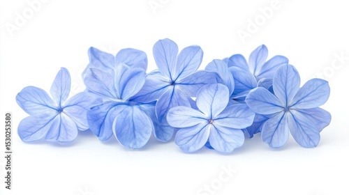 Closeup of delicate light blue plumbago flowers