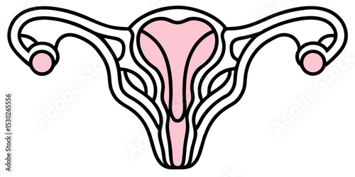 Female reproductive system anatomy illustration