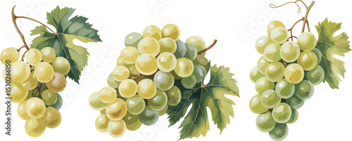 bunch of green grapes Vectors illustrations